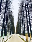 林间小路