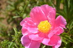芍药