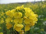 油菜花  菜花 野花 花卉