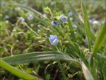 春天  野花   嫩绿 生机