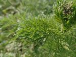 春天  野花   嫩绿 生机