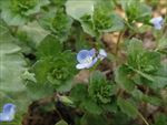 春天  野花   嫩绿 生机