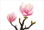手绘插画玉兰花