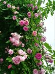蔷薇花