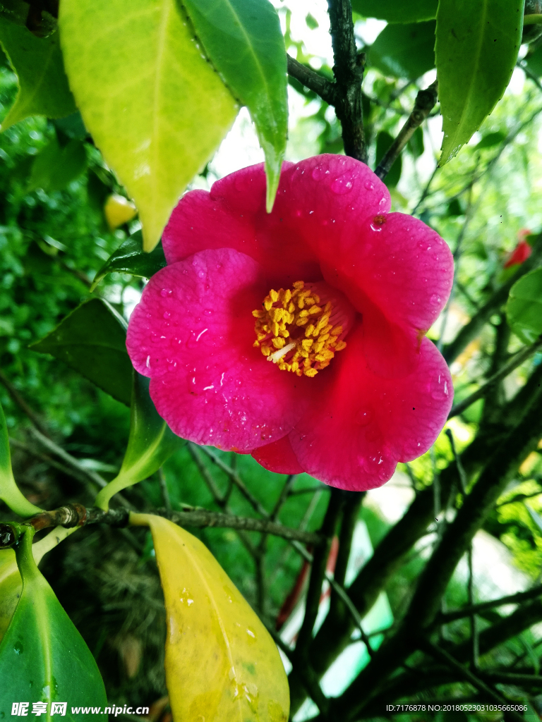 浙江红山茶花