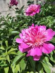 芍药花