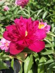 芍药花