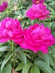 芍药花