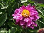 芍药花