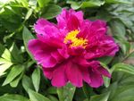 芍药花