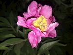 芍药花