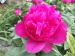 芍药花