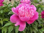 芍药花