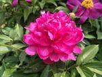 芍药花