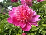 芍药花
