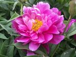 芍药花