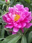 芍药花