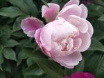 芍药花