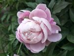 芍药花