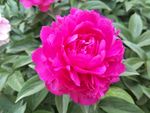 芍药花
