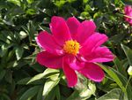 芍药花
