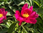 芍药花