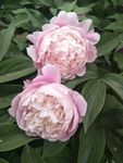 芍药花