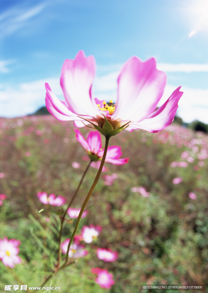 波斯菊