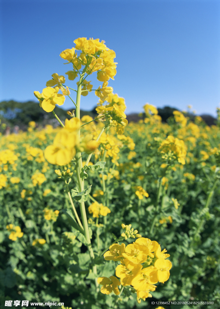 油菜花