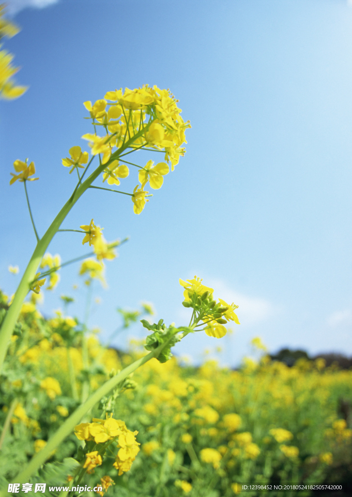 油菜花