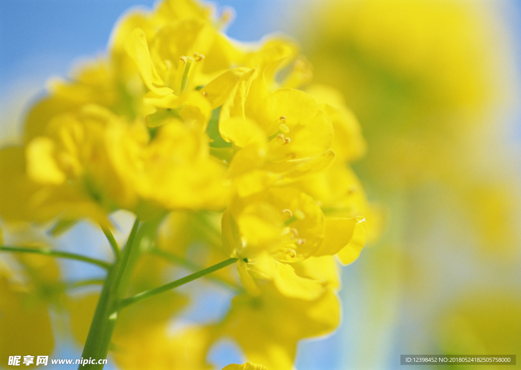 油菜花