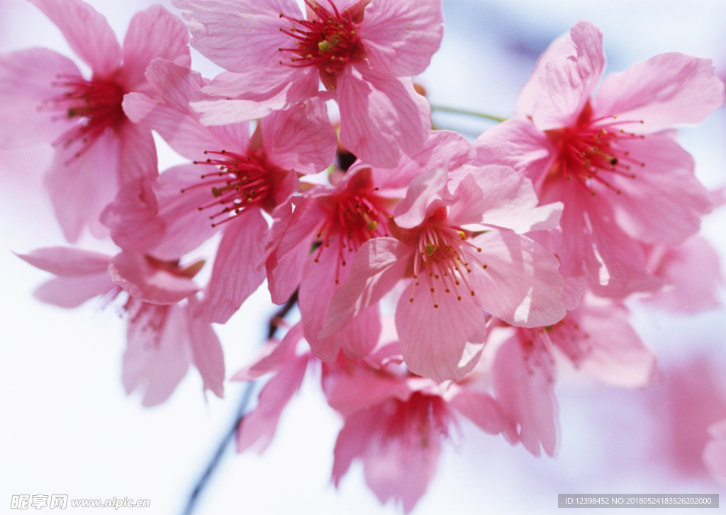 桃花