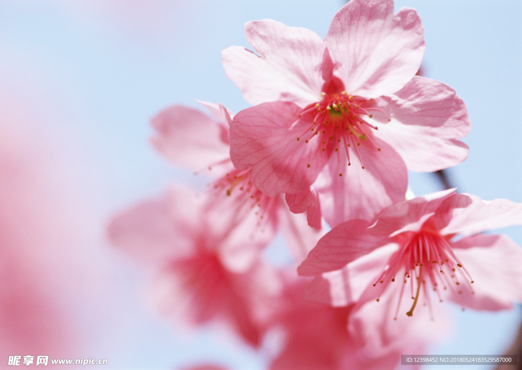 桃花