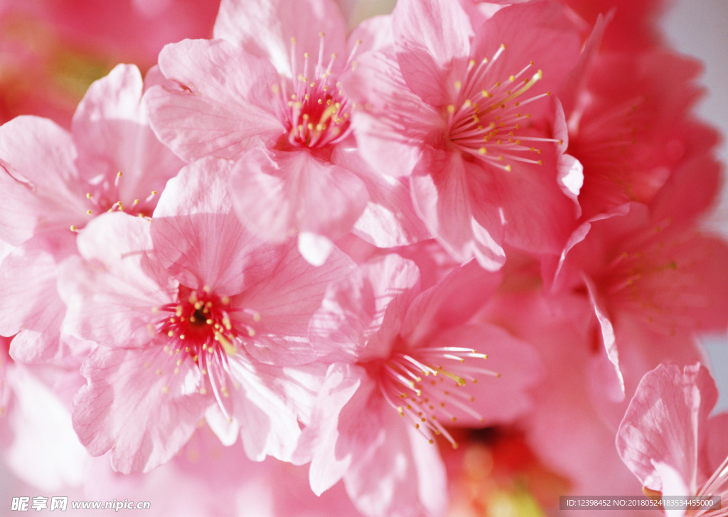 桃花