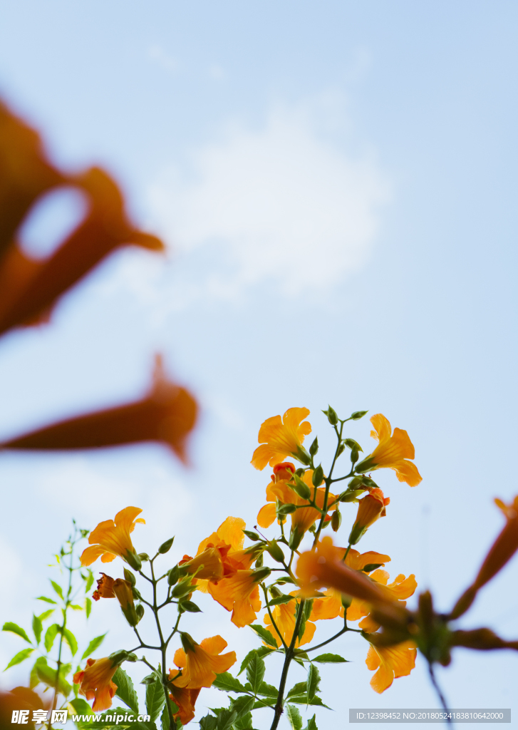 黄色鲜花