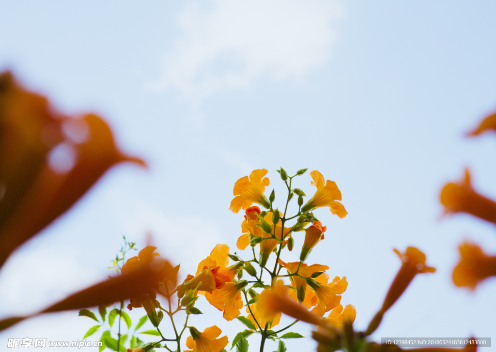 黄色鲜花