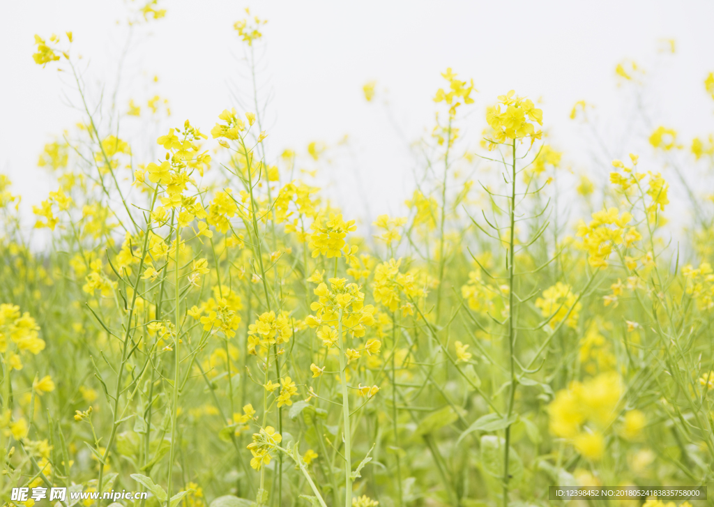 菜籽花