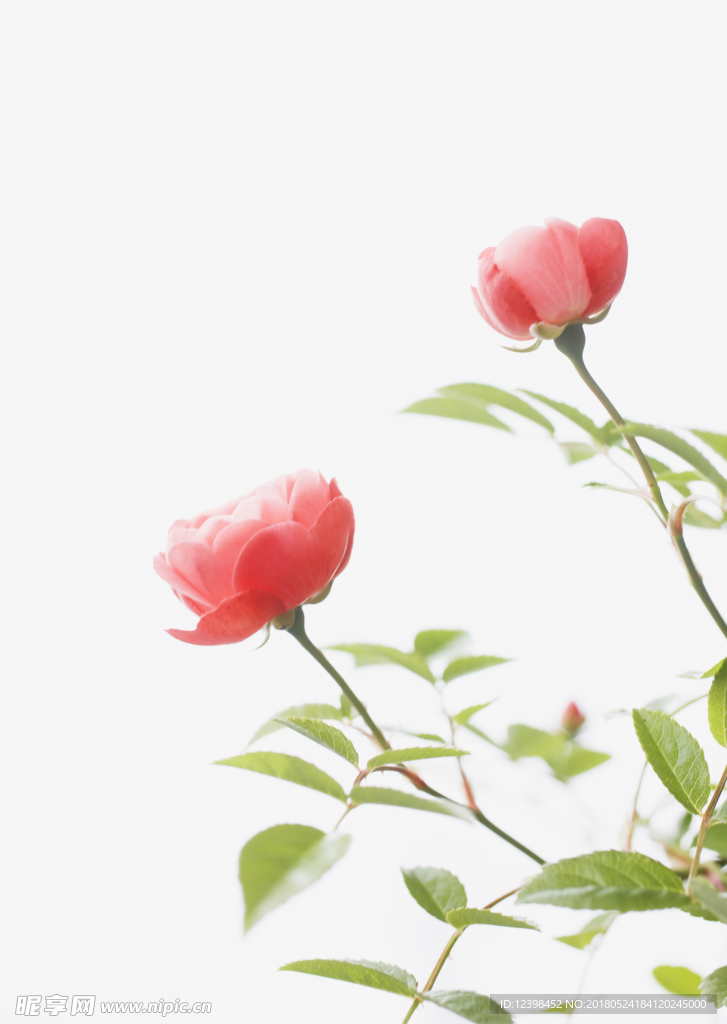 月季