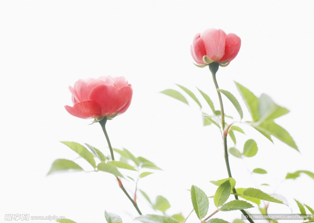 虞美人