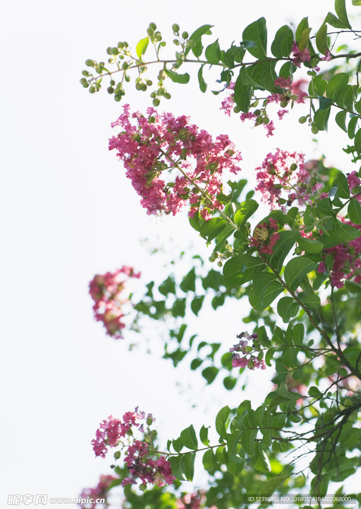 红色鲜花