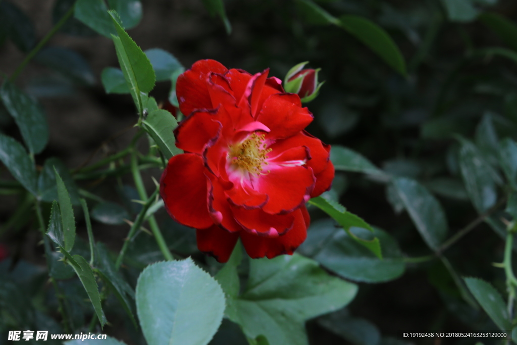 月季花