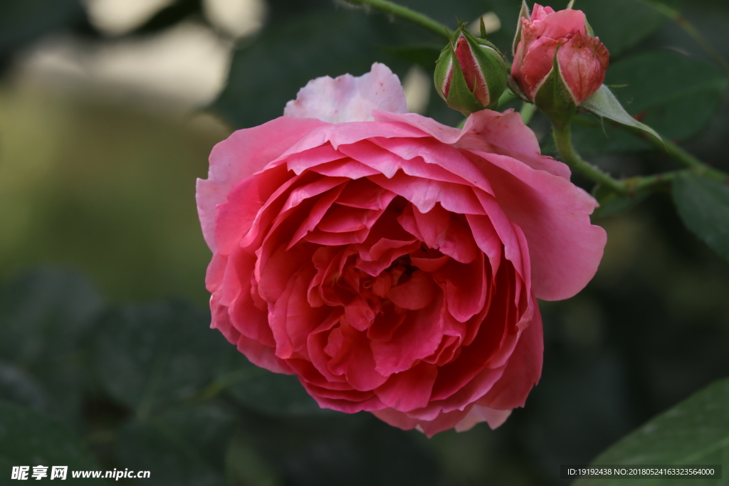 月季花