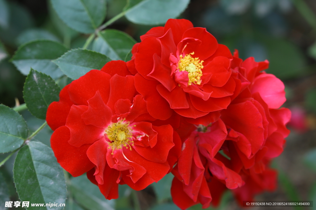 月季花