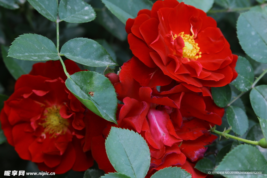 月季花