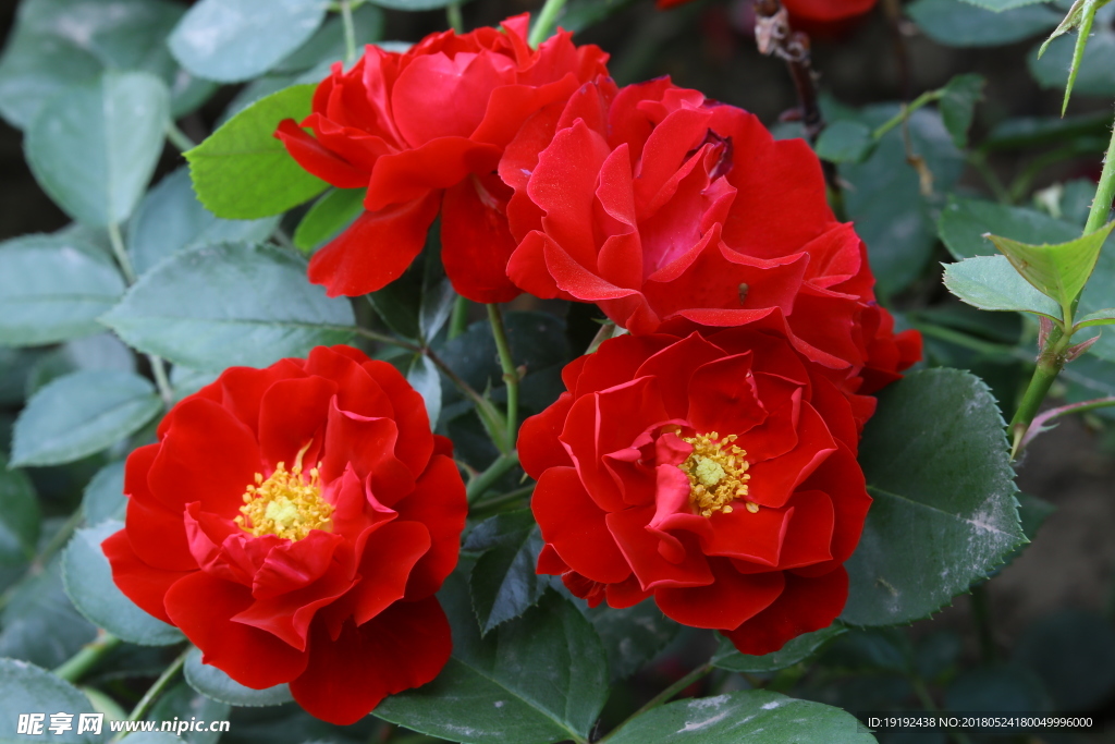 月季花