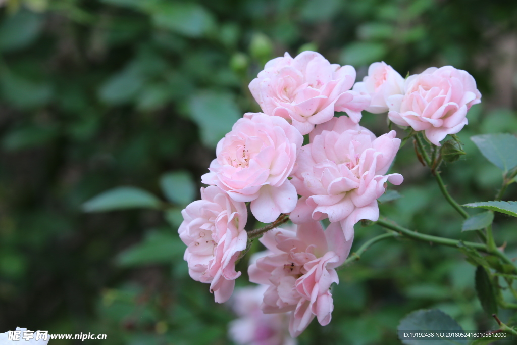 月季花