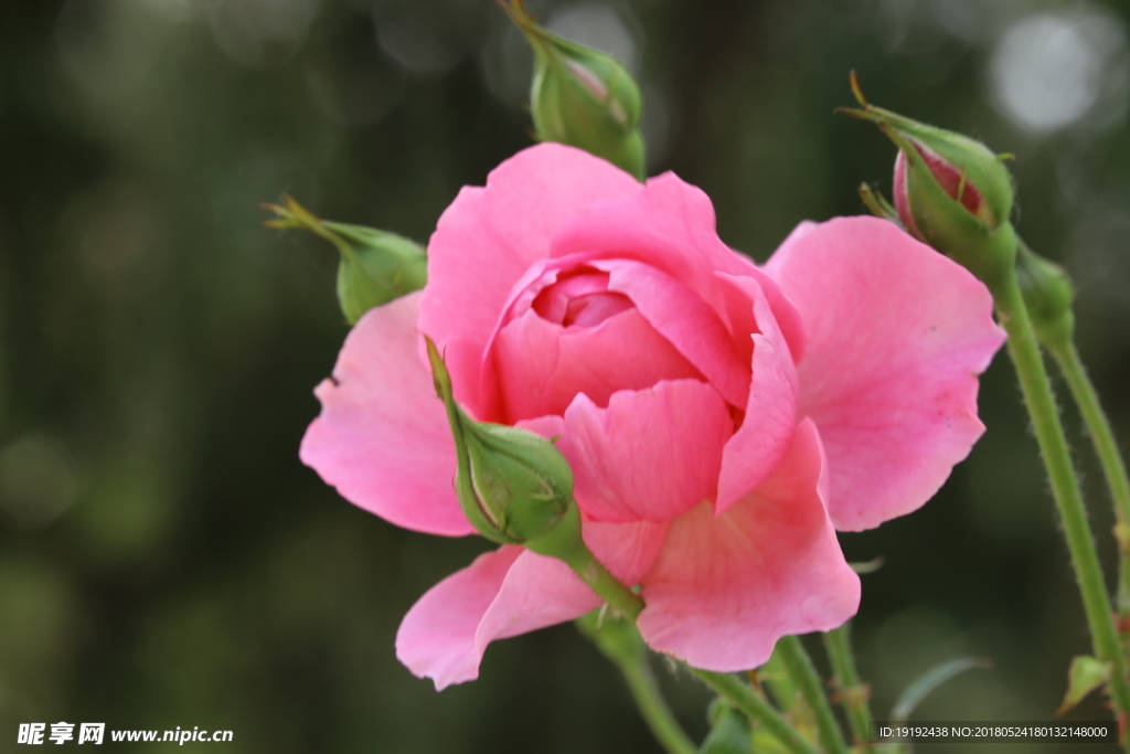 月季花
