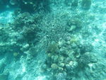 海滩珊瑚