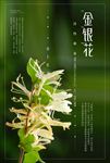 金银花海报