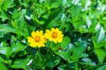 两朵小黄菊